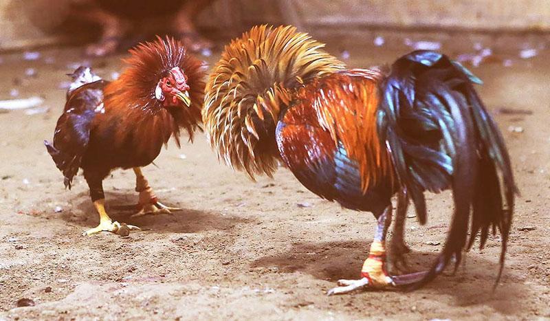 Mãn nhãn trước màn tranh tài quyết liệt của 2 chú chiến kê